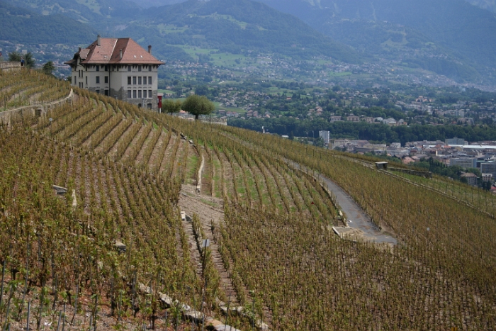 Vignes grelees Lavaux - 072